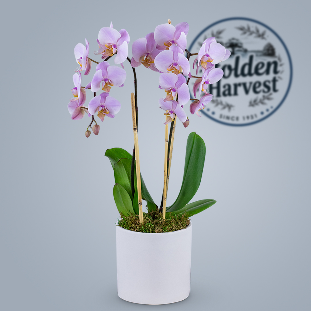 orchid-lilac